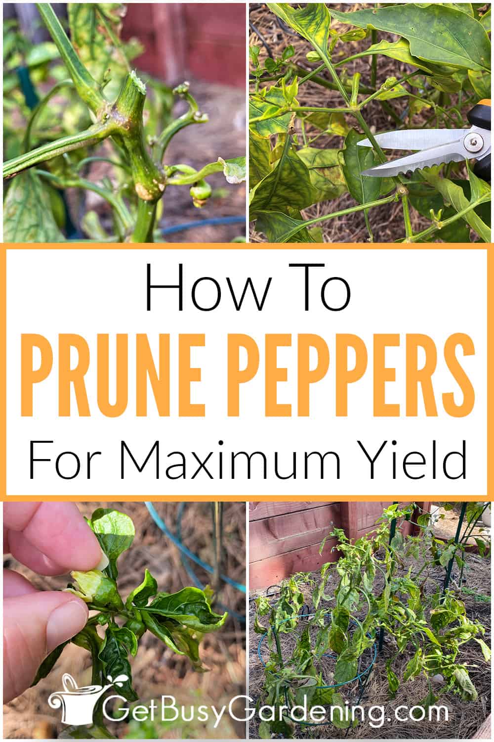 How To Prune Pepper Plants For Maximum Yield In 5 Steps Get Busy