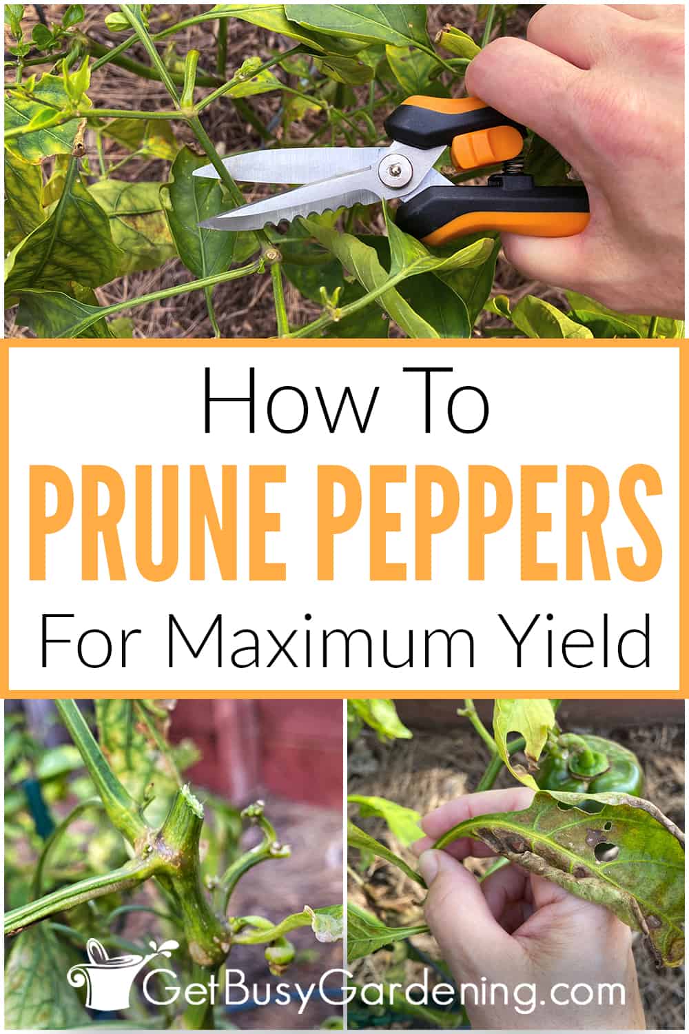 How To Prune Pepper Plants For Maximum Yield In Steps Get Busy