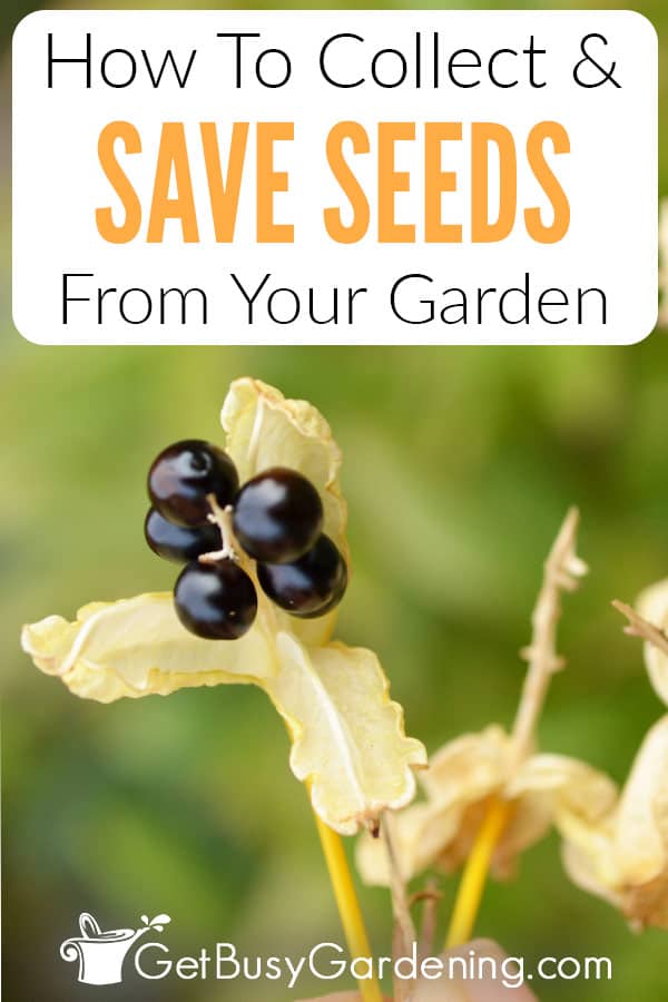 How To Collect & Save Seeds From Your Garden