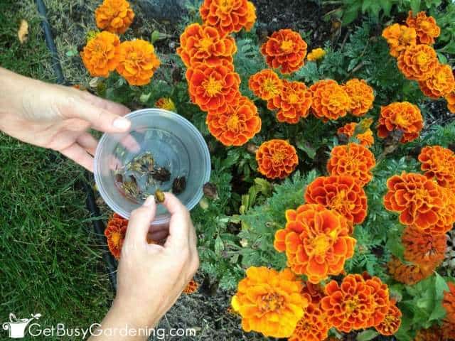 collecting-seeds-fro-stock-photo-by-gap-photos-image-0398470