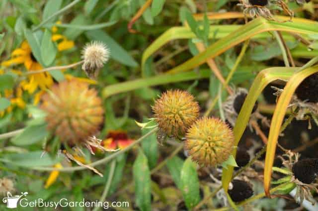 Collecting Gaillardia Seeds From The