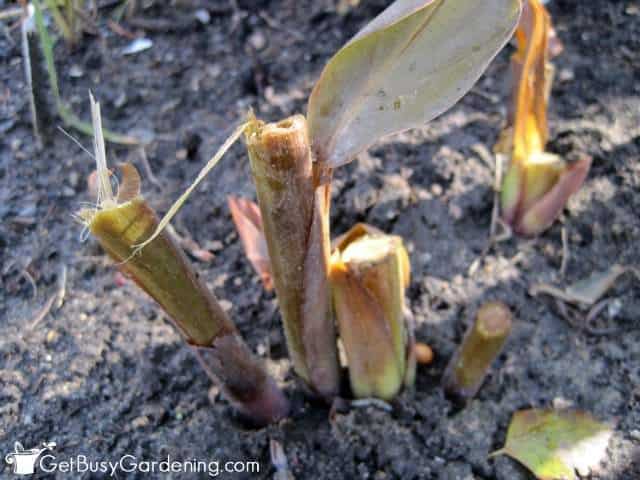 Stems left on the plant to make lifting the bulbs easier