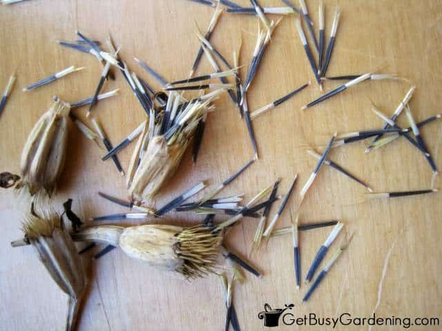 Marigold Seeds From The Garden