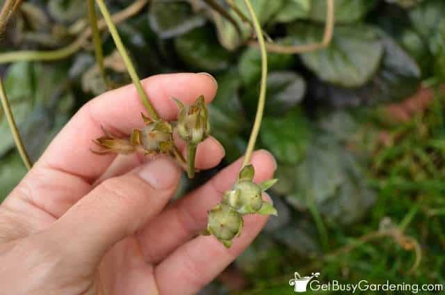 collecting-and-storing-seeds-from-the-garden