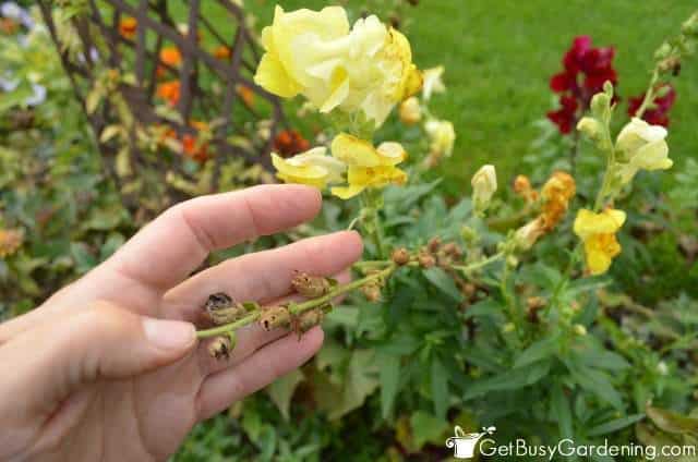 Saving Snapdragon Seeds From The Garden