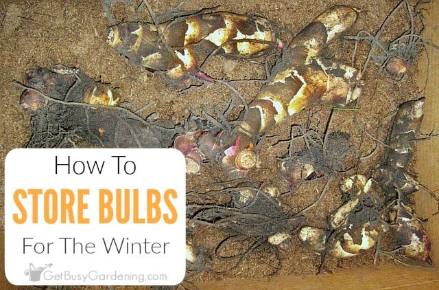 How To Store Bulbs For The Winter