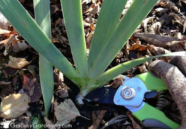 Cut Iris Foliage Down In The Fall