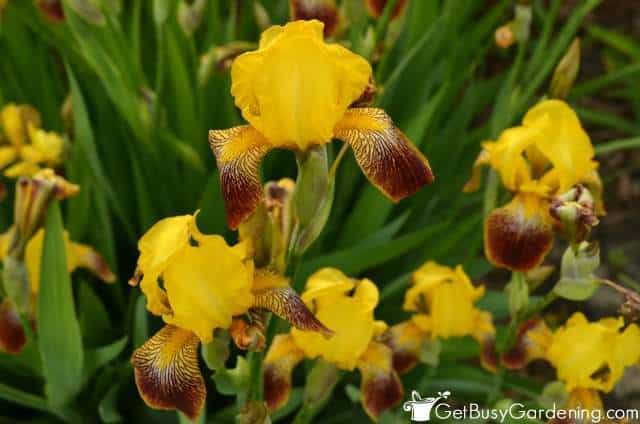 Gorgeous Blooming Irises