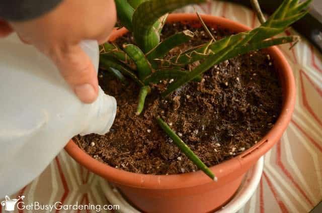 Watering a houseplant