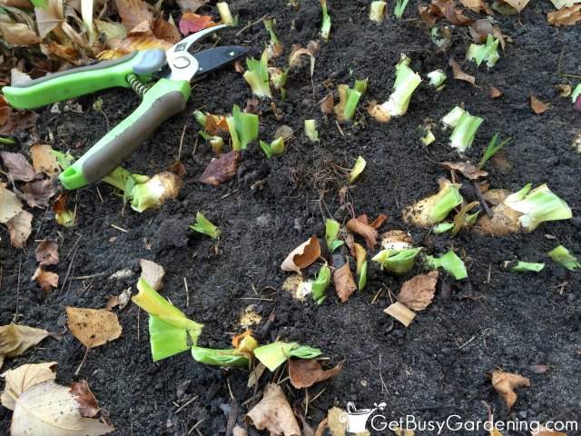 Remove All Iris Foliage From Garden