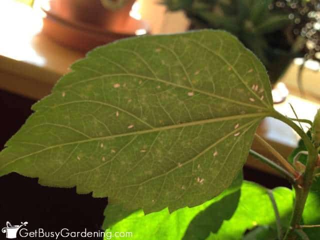Bugs on a houseplant leaf