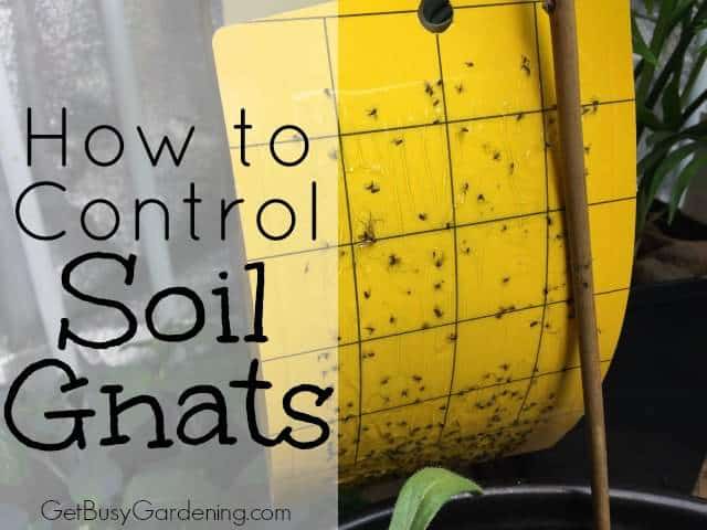 How to Control Soil Gnats
