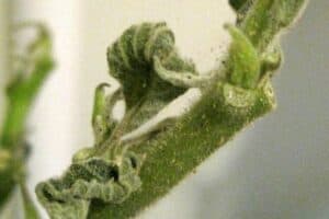 Spider mites are one of the most destructive houseplant pests and they multiply quickly. But spider mites are fairly easy to prevent and control.