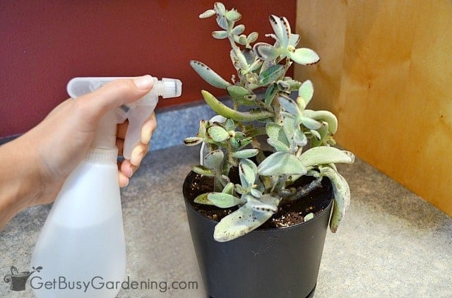 Misting a houseplant with water to prevent spider mites
