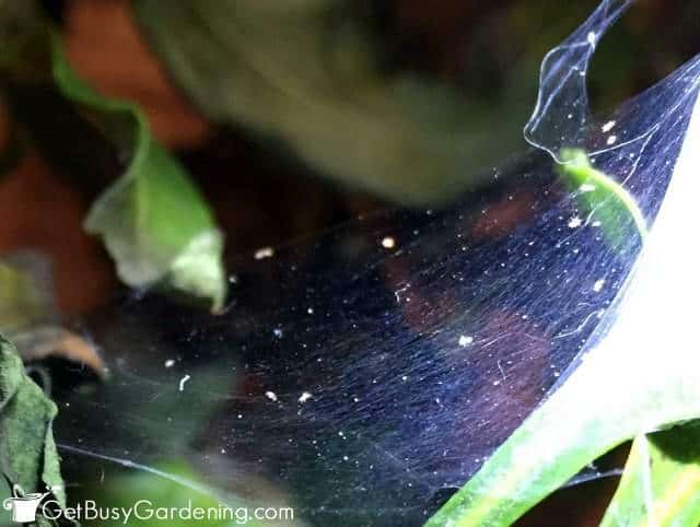 White webbing with spider mites on it