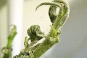Spider mite infestation on a houseplant