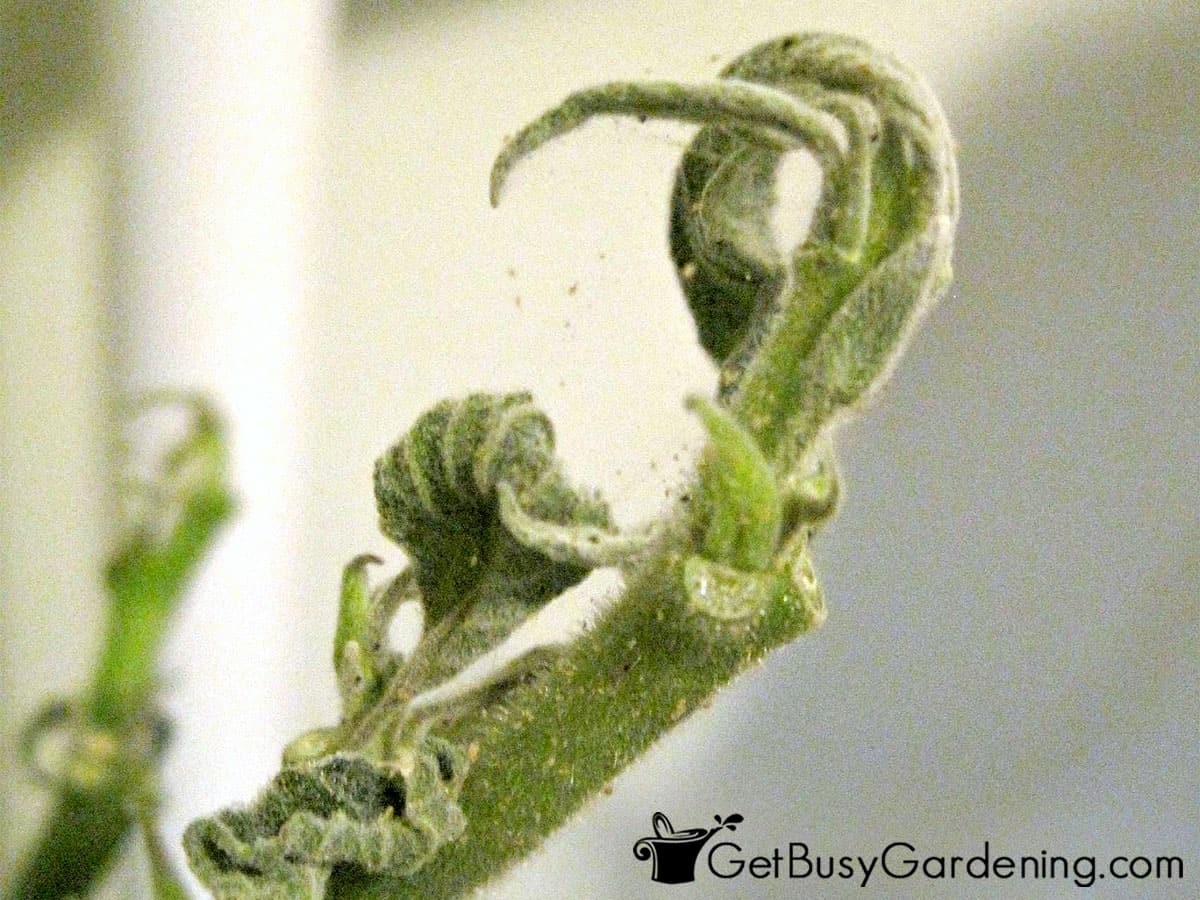 Spider mite infestation on a houseplant