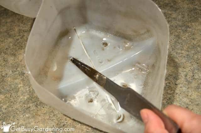 How To Prepare Winter Sowing Containers