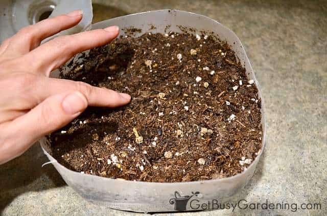 Planting seeds in winter sowing containers