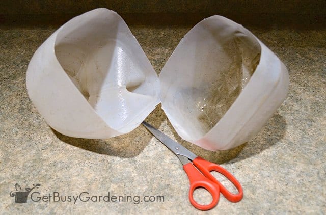 Preparing milk jug for winter seed sowing