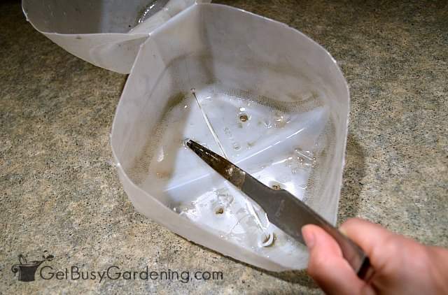 Making drainage holes in milk jug greenhouse