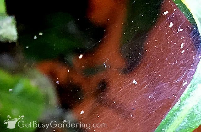 Tiny white spider mites crawling around on their webbing