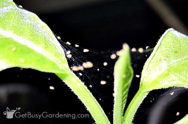Spider mites and their webbing between two houseplant leaves