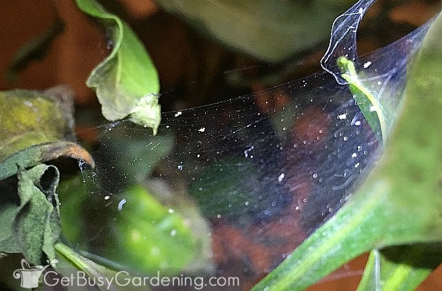 Spider mite web on an indoor plant