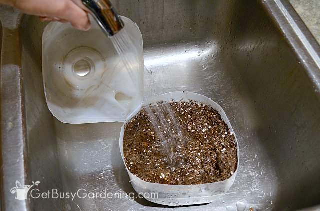 Watering seeds after winter sowing in milk jugs