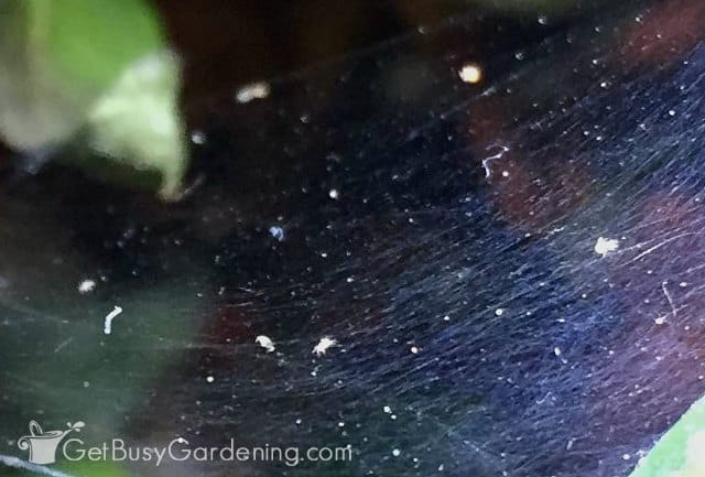 Closeup of spider mites on a web