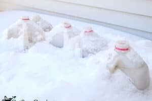 Winter Sowing Seeds: A Quick-Start Guide