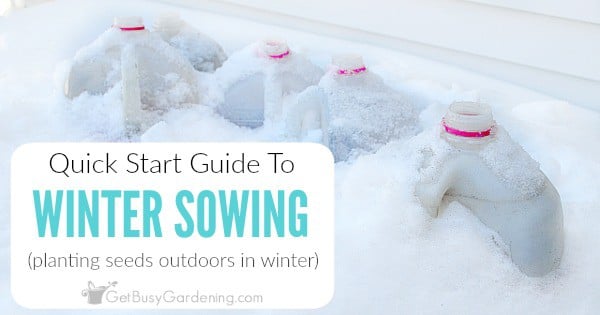 Winter Sowing in Milk Jugs: A Step-By-Step Guide