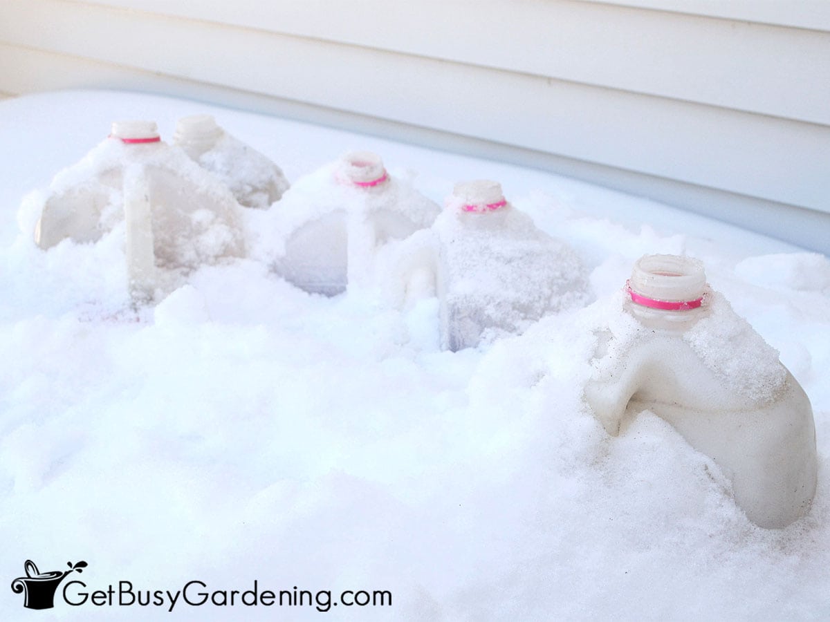 Winter sown seed containers outside covered by snow.