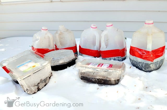 My winter sown seed containers outside in the snow.