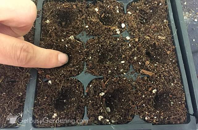 Planting seeds in indoor trays