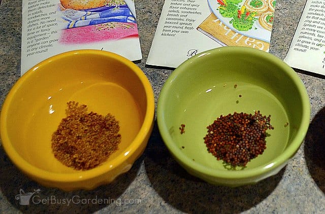 Soaking some seeds for sowing them indoors