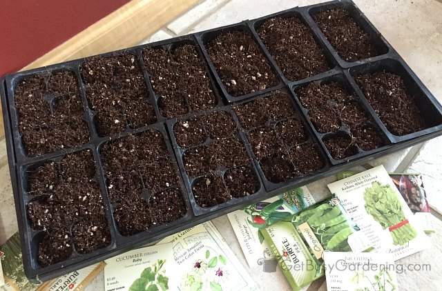 A tray filled with soil ready for starting seeds indoors