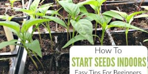 Tips For Growing Seeds Indoors For Beginners