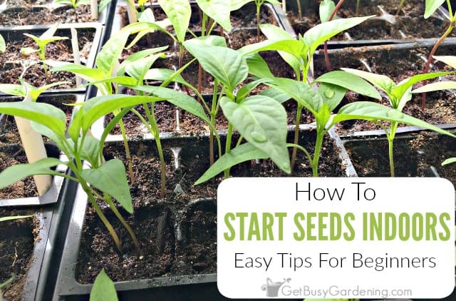 Starting seeds indoors: How to start flowers from seeds