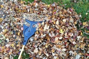 Raking leaves off the lawn in spring