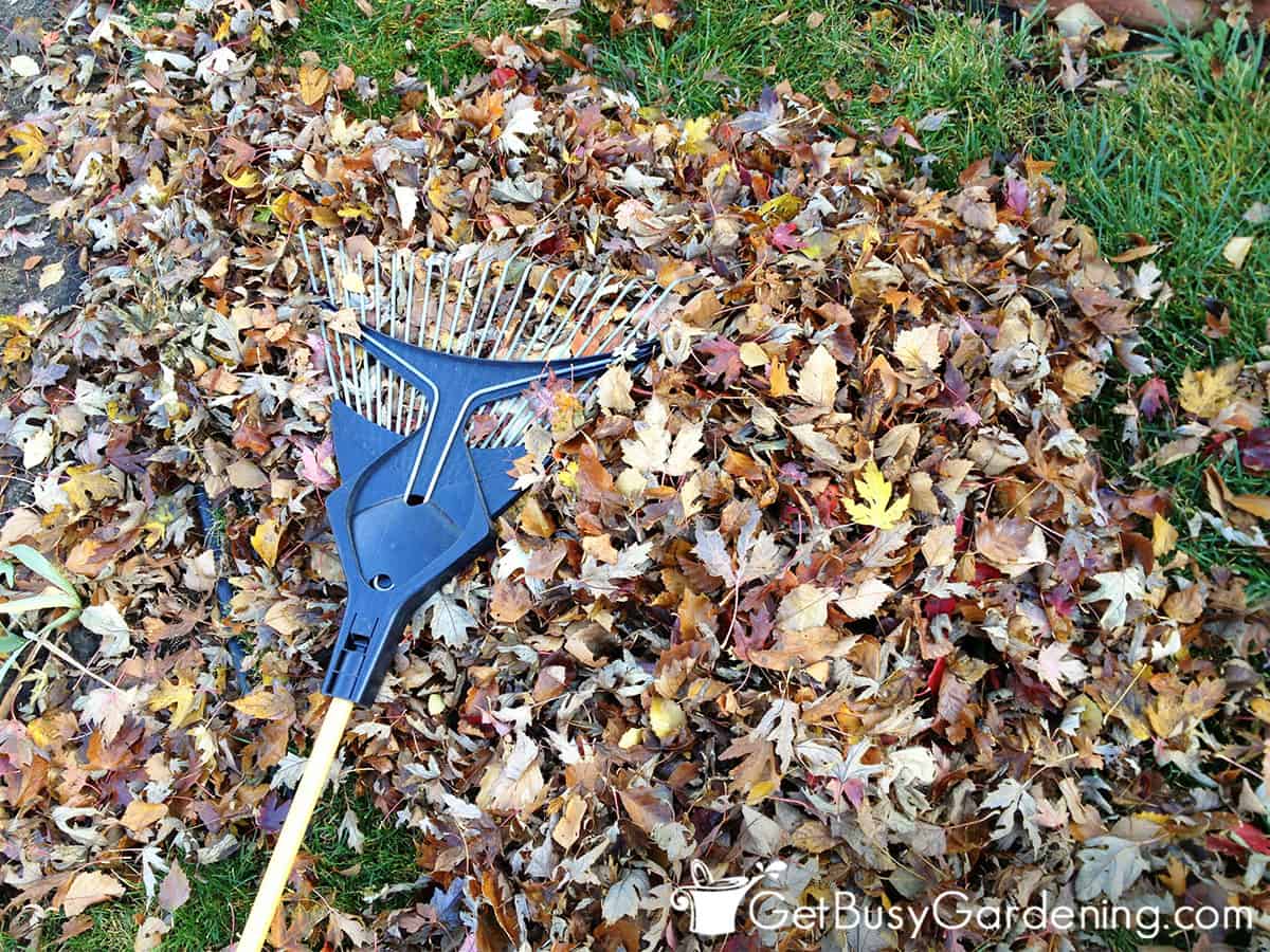 Raking leaves off the lawn in spring