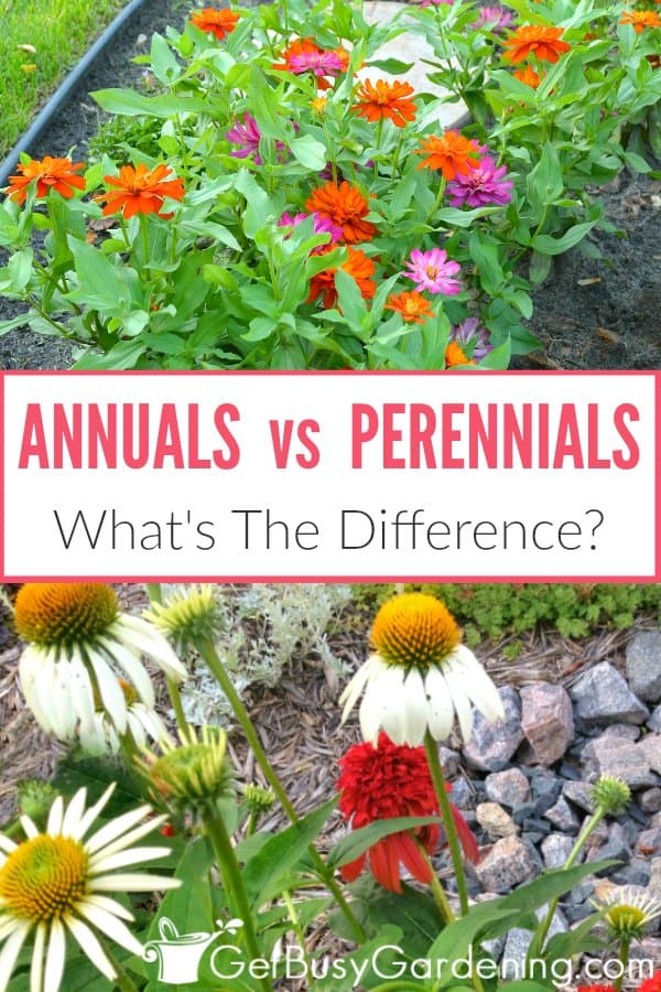 Annuals vs Perennials: What's The Difference?