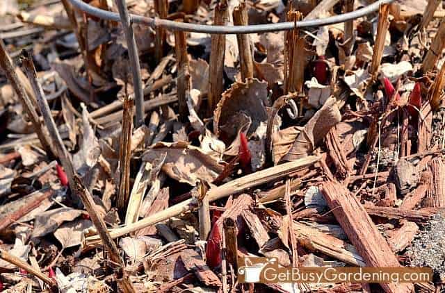 Peony stems popping out of the ground under a wire cage