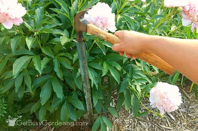 Using a hammer to pound in a stake next to my peony bush