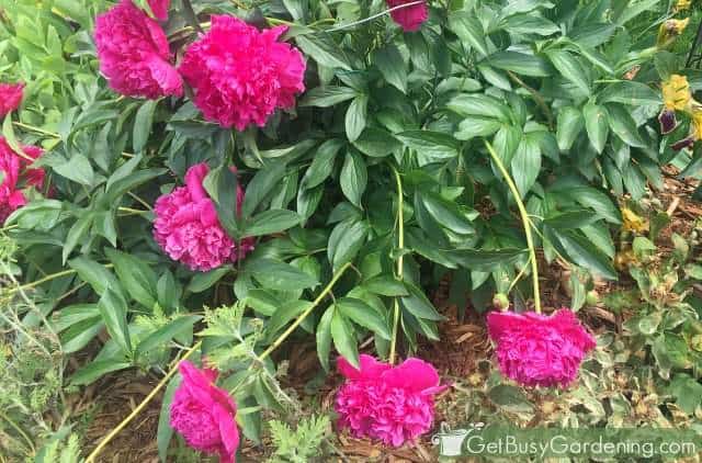 Hot pink peony flowers falling over