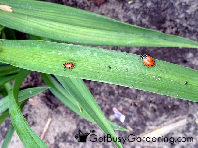 Ladybugs In The Garden