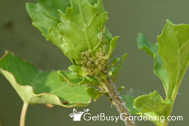 Lady bugs Love To Eat Aphids