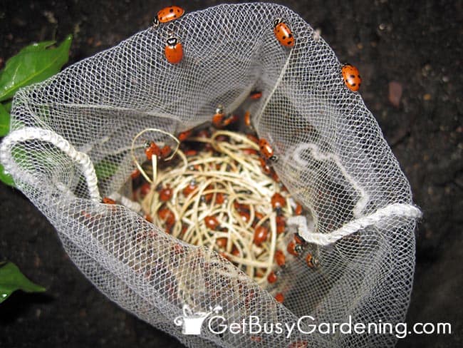 Ladybugs Ready For Release Into Gardens