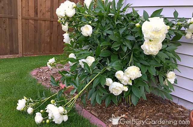 My peonies are falling over and need to be supported My peonies are falling over and need to be supported