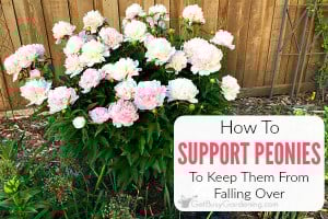 Peony Supports & Tips For How To Keep Peonies From Falling Over